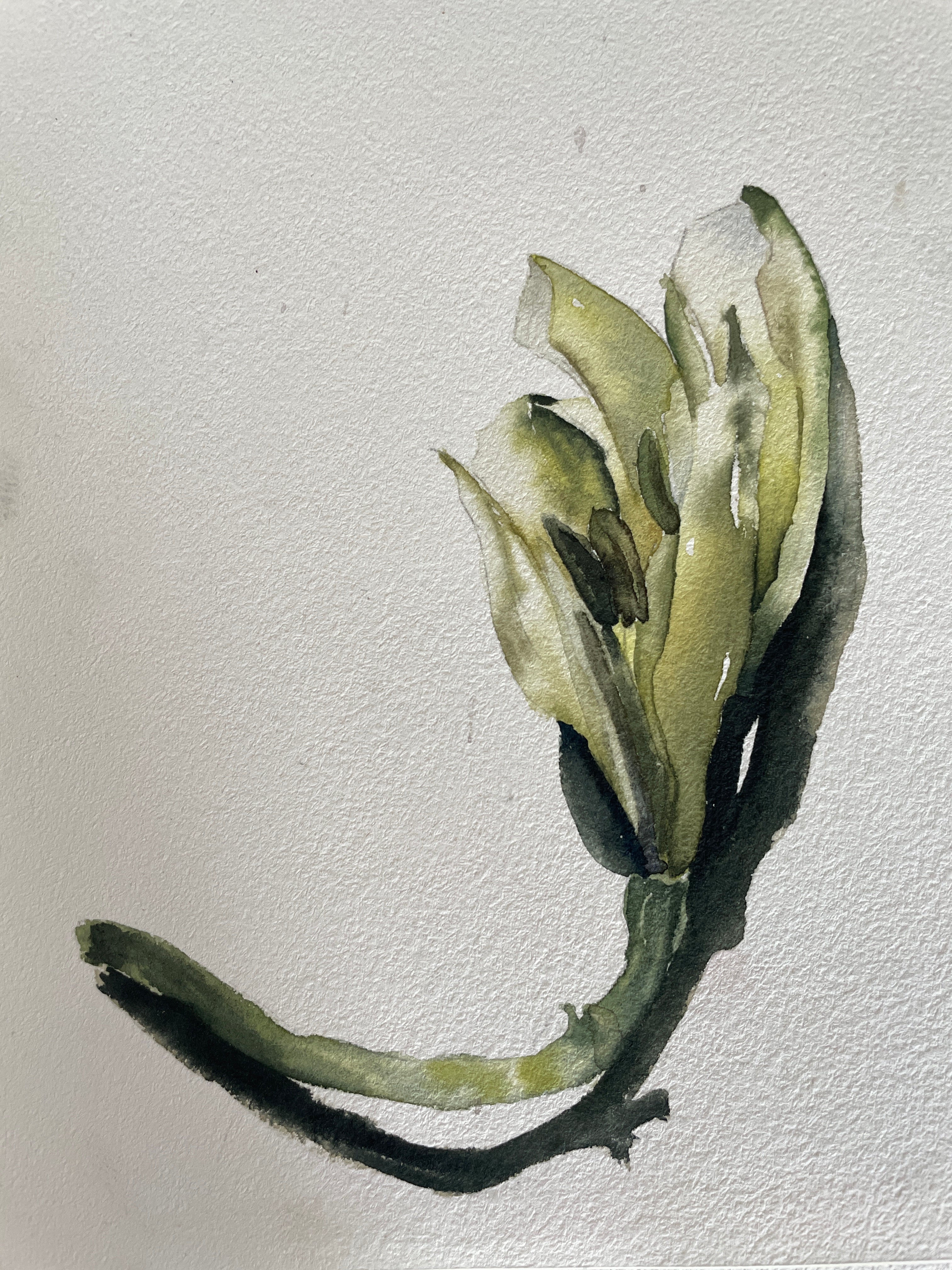 Expressions in Watercolour - Botanical Still Life Workshop with Caitlin Jeffs