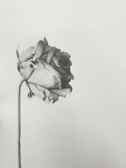 Beginner Drawing Workshop Jan 2026