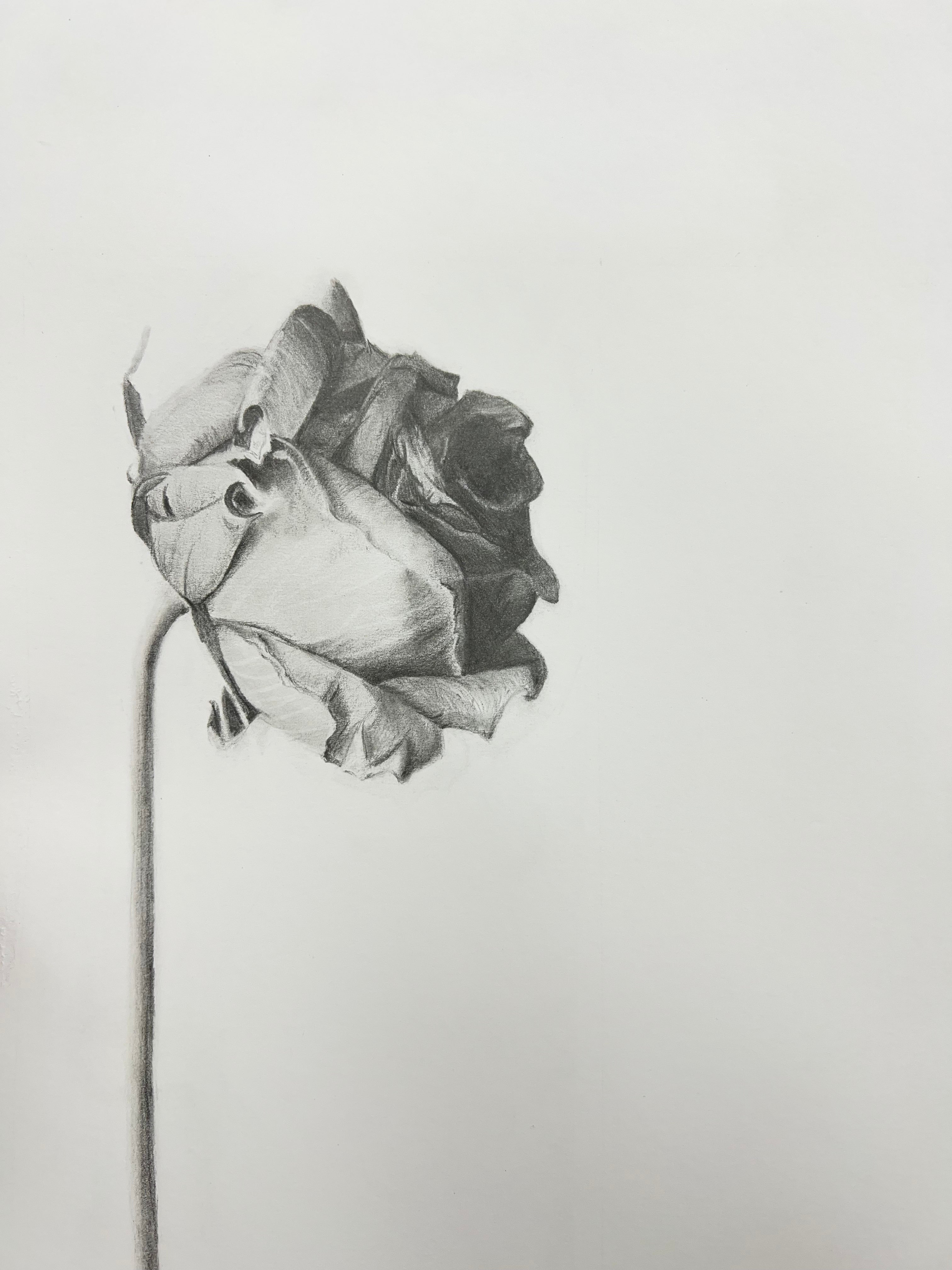 Beginner Drawing Workshop Jan 2026